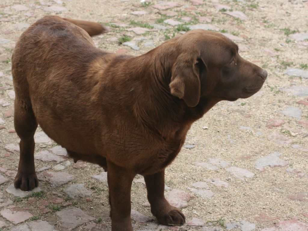 Mouve de la plaine du Vermandois