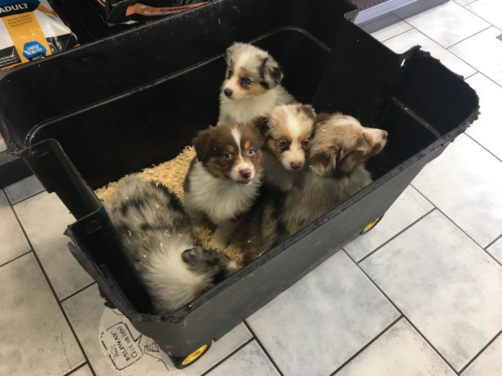 chiot Berger Australien de la plaine du Vermandois