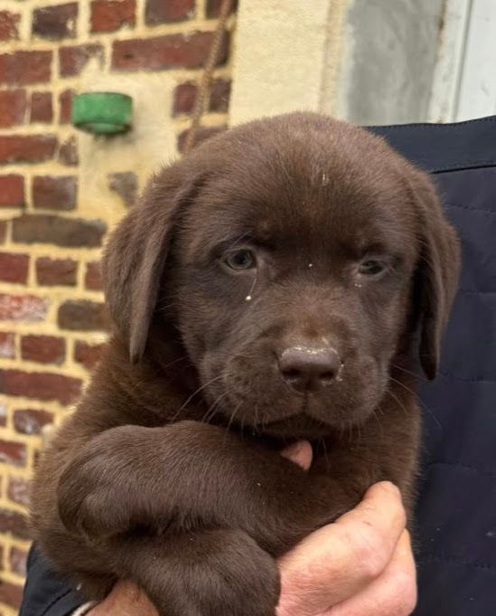 de la plaine du Vermandois - Chiots disponibles - Labrador Retriever