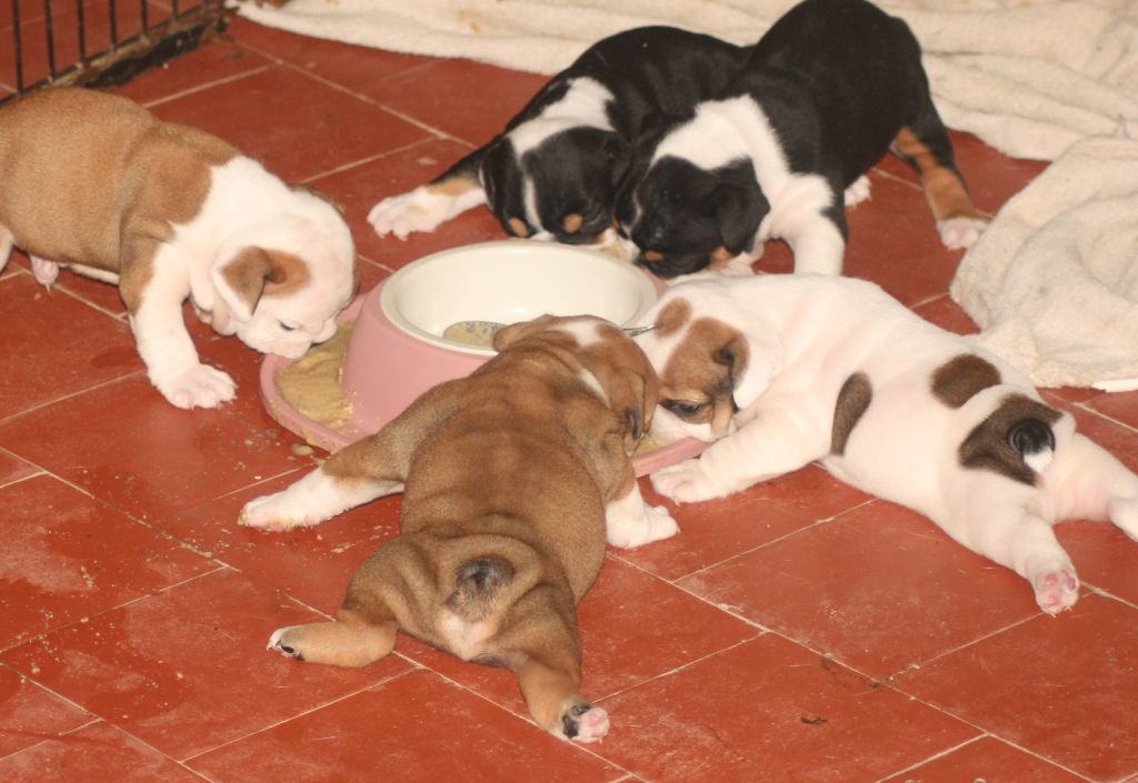 Chiot Bulldog Anglais de la plaine du Vermandois
