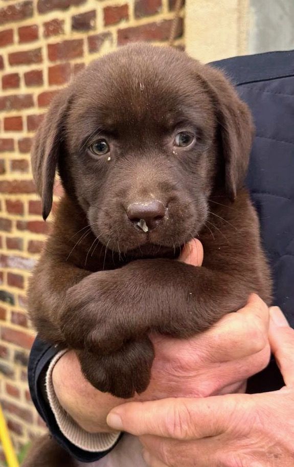 de la plaine du Vermandois - Chiots disponibles - Labrador Retriever