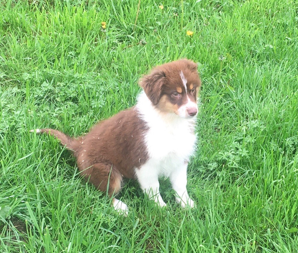 de la plaine du Vermandois - Chiots disponibles - Berger Australien