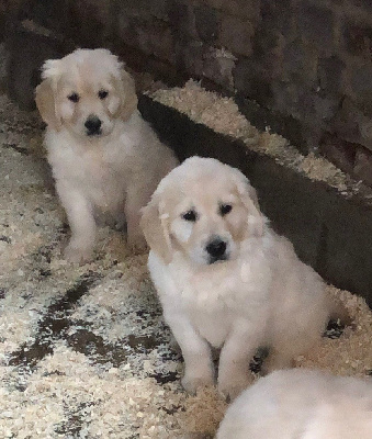 CHIOT 2