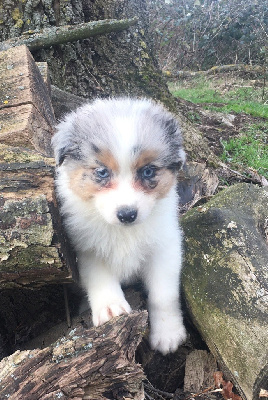CHIOT 2