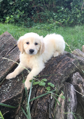 CHIOT 4