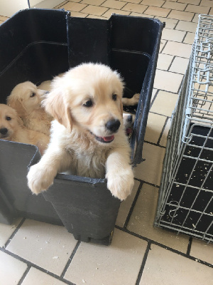 CHIOT 3
