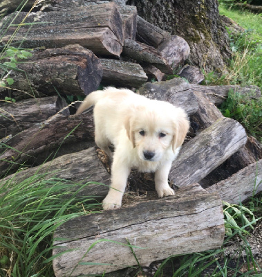 CHIOT 2