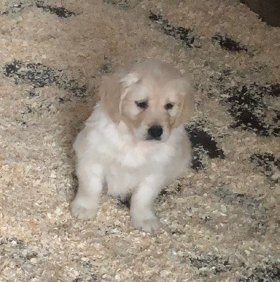 CHIOT 3