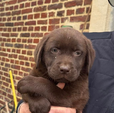 CHIOT 1