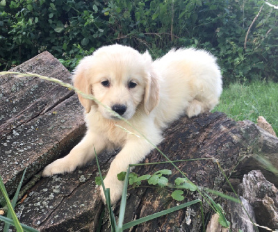 CHIOT 1