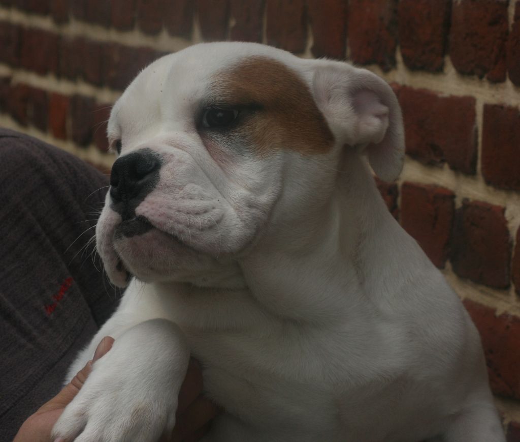 de la plaine du Vermandois - Chiots disponibles - Bulldog Anglais