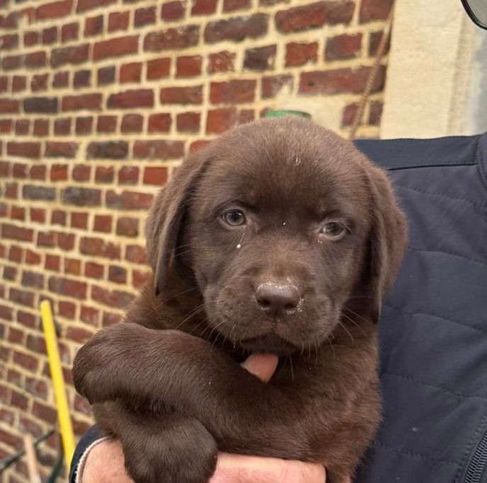 de la plaine du Vermandois - Chiots disponibles - Labrador Retriever